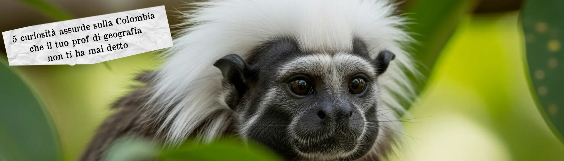 5 curiosit  assurde sulla Colombia larga